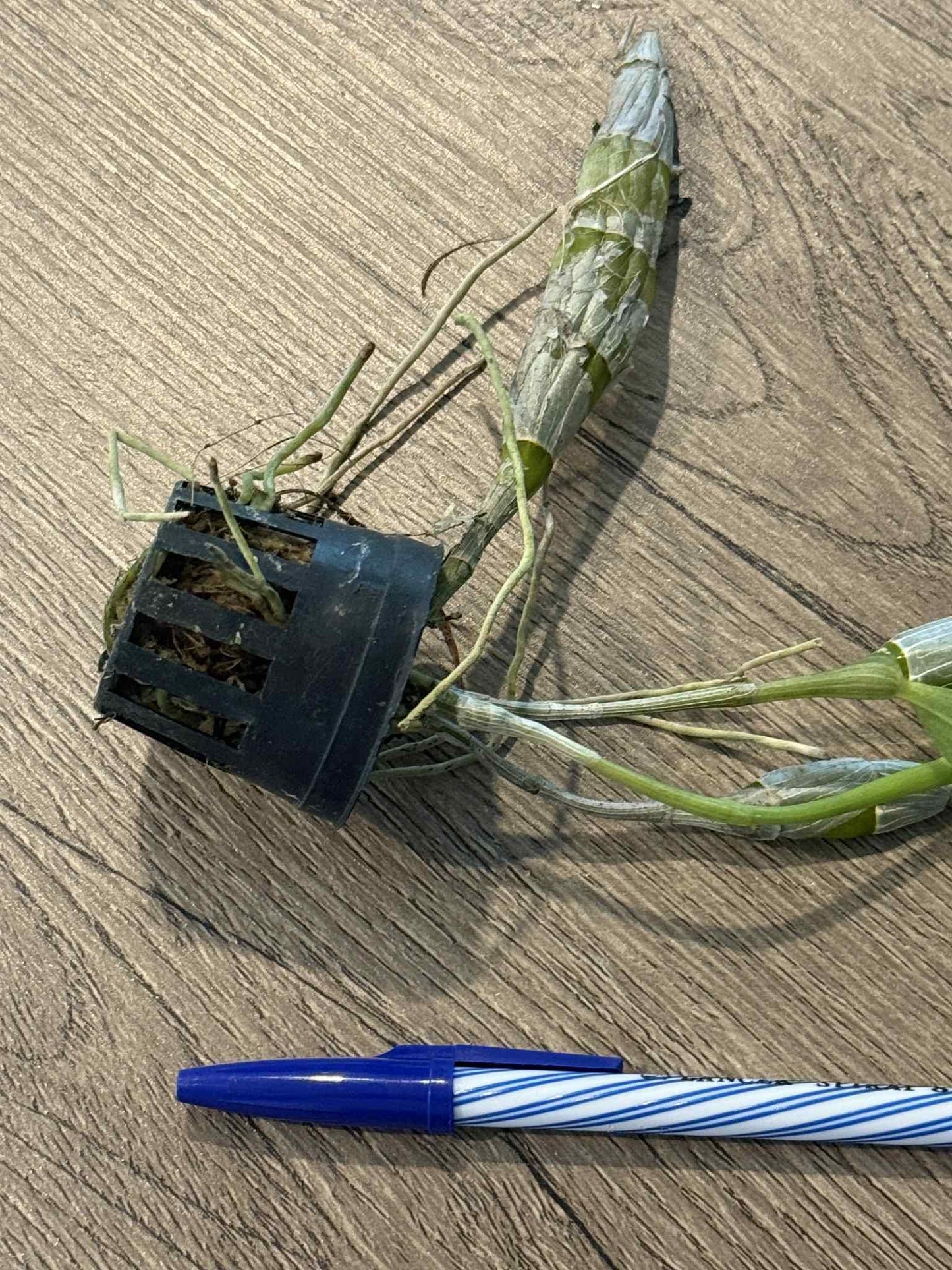 Orchid Dendrobium tortile pink 1 plant orchid collection