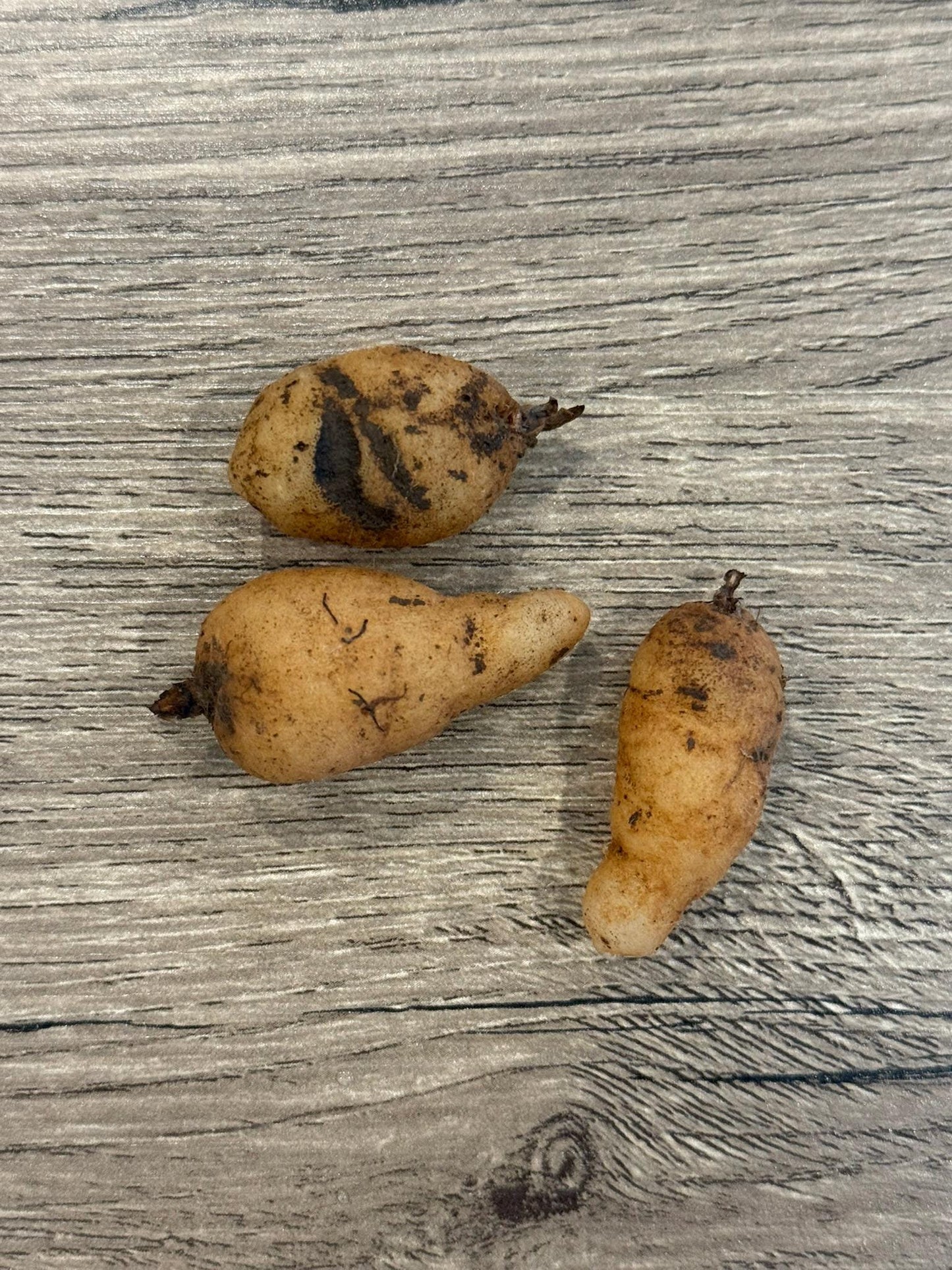 Habenaria medioflexa 1 tuber ground orchid ,terrestial orchid