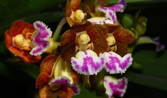 Vanda flabellata (orchid)