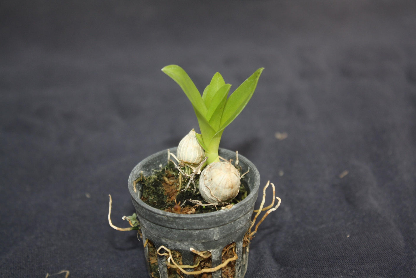 Dendrobium garrettii Orchid: Mini Orchid Collection