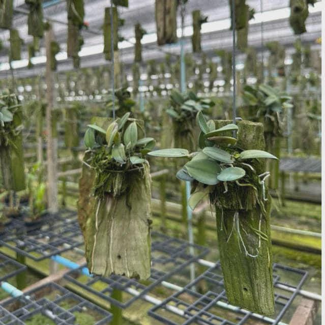 Mini Cattleya Orchid Plant - Sophronitis cernua - Home Garden