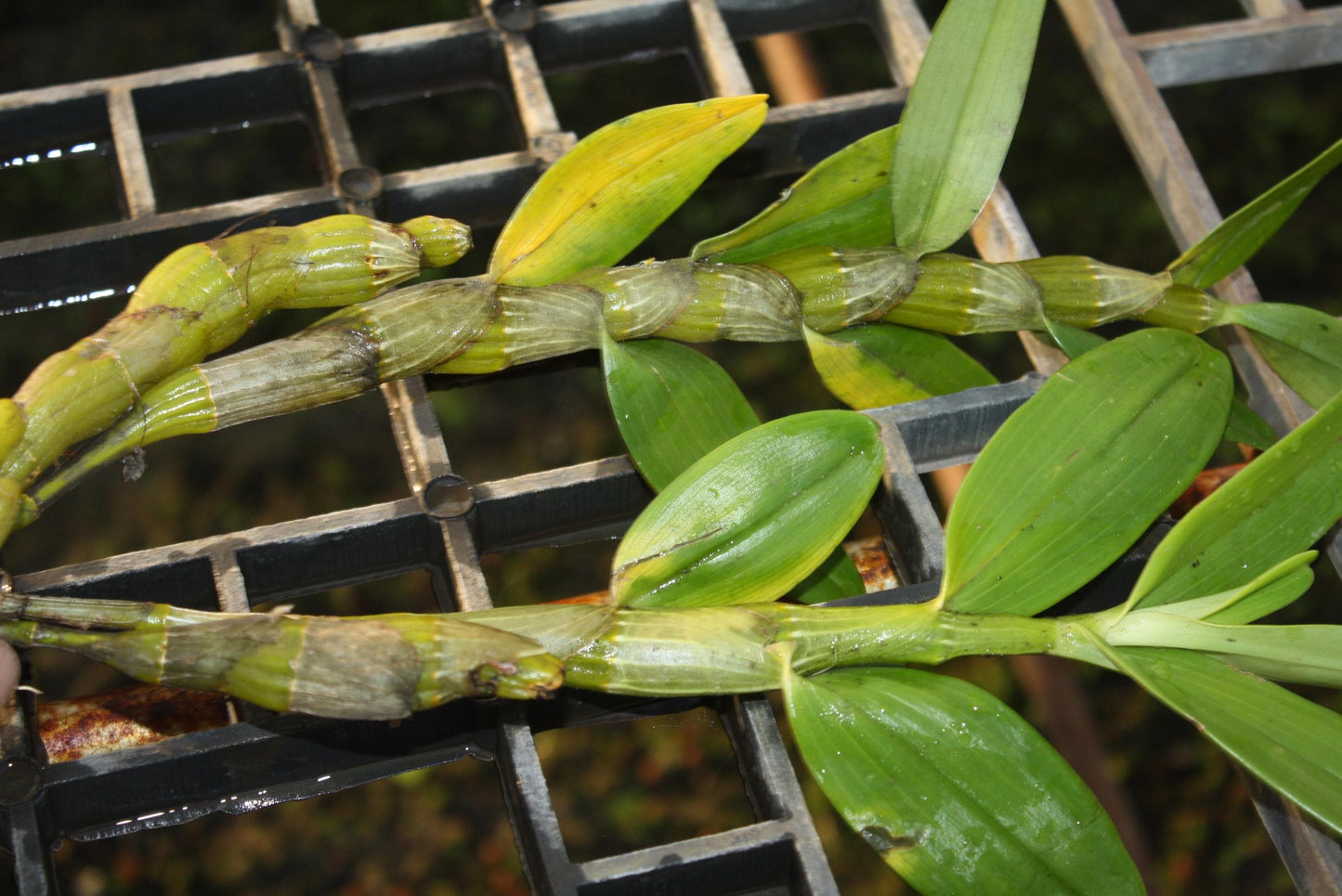 Dendrobium formosum Orchid Plant: Fragrant Orchid