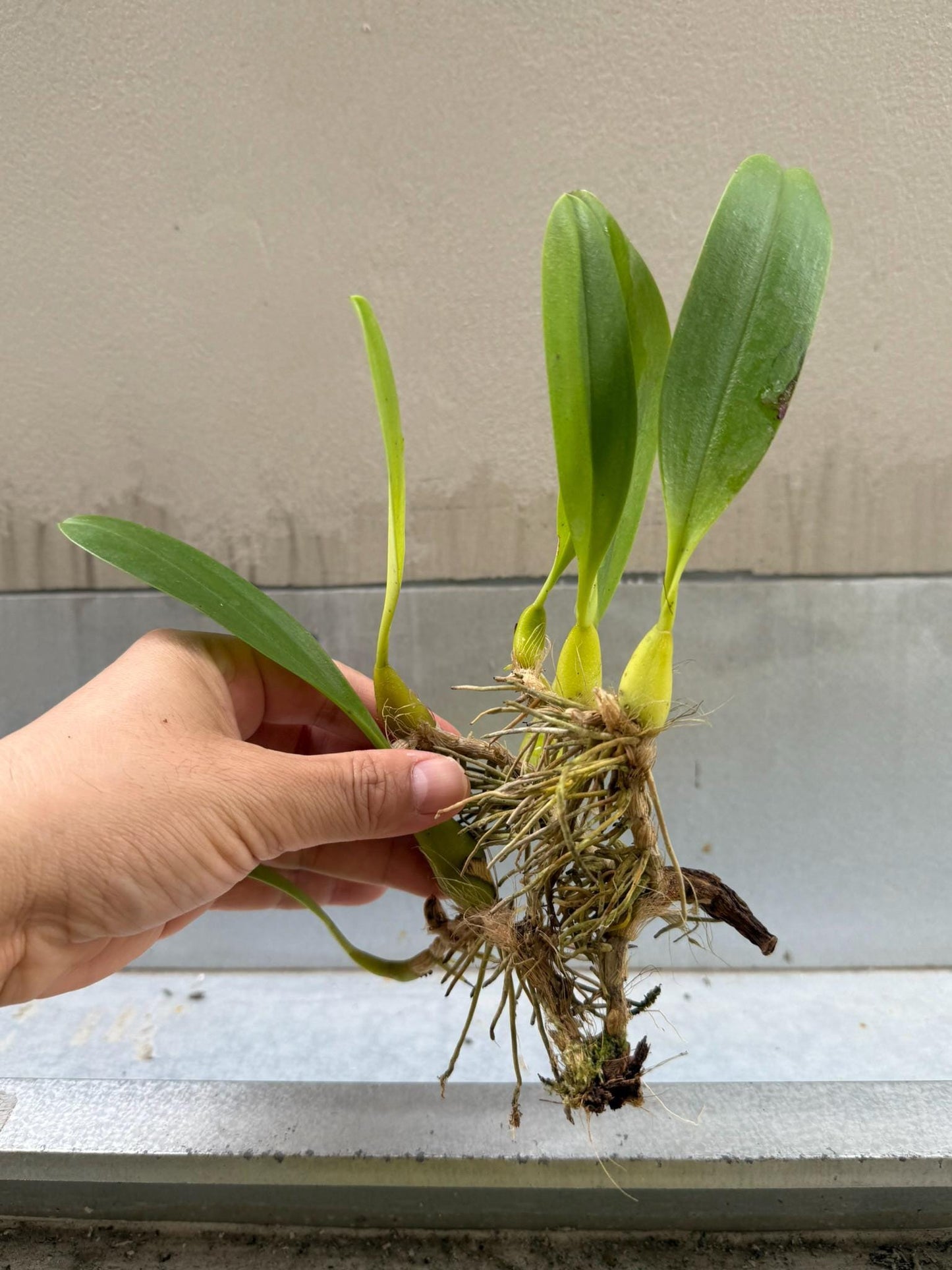 Orchid Bulbophyllum lobbii subsp. breviflorum 1 Plant