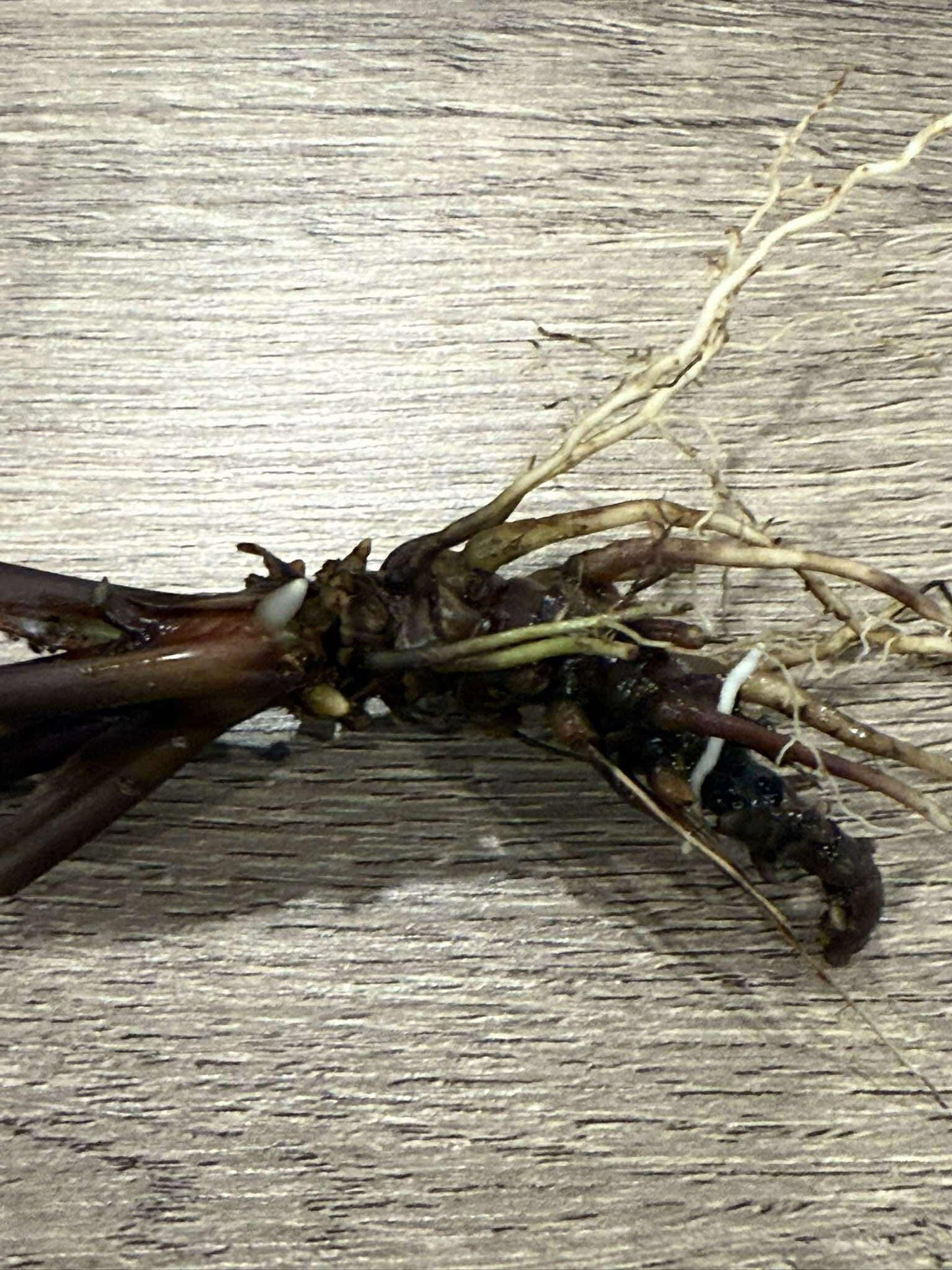 Black Bat Flower Rhizome Division: Tacca Chantrieri, Devil Flower