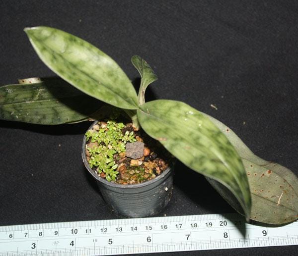 Paphiopedilum callosum 1 plant home garden orchid collection orchid,lady slipper,orchid pot,live plants