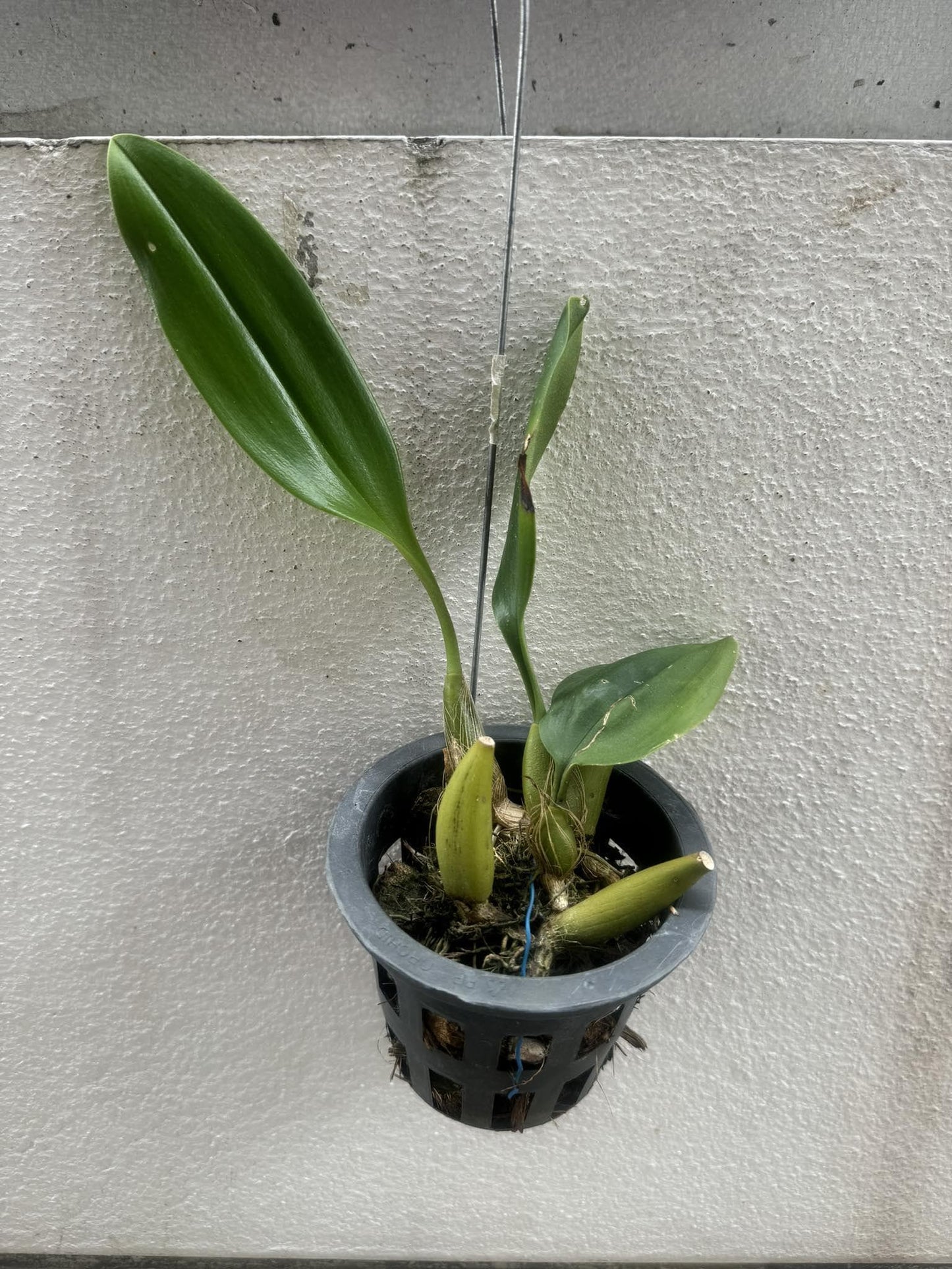 Bulbophyllum sumatranum Orchid Plant