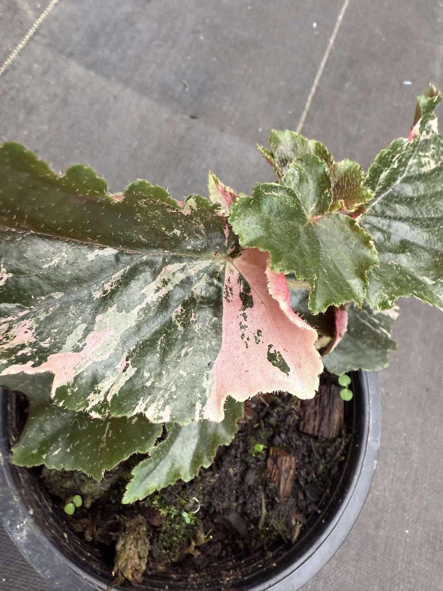 Rare Begonia Ginny Galaxy - Pink Variegation House Plant