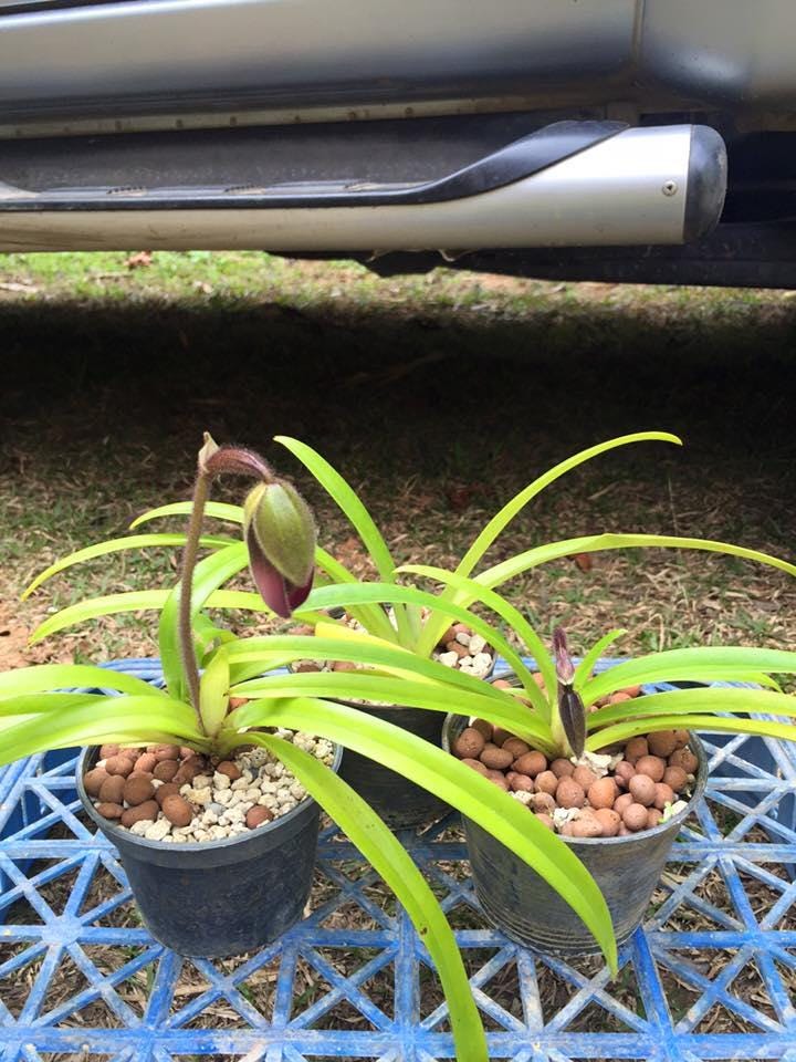 Paphiopedilum hirsutissimum orchid 1 plant collection and home decore