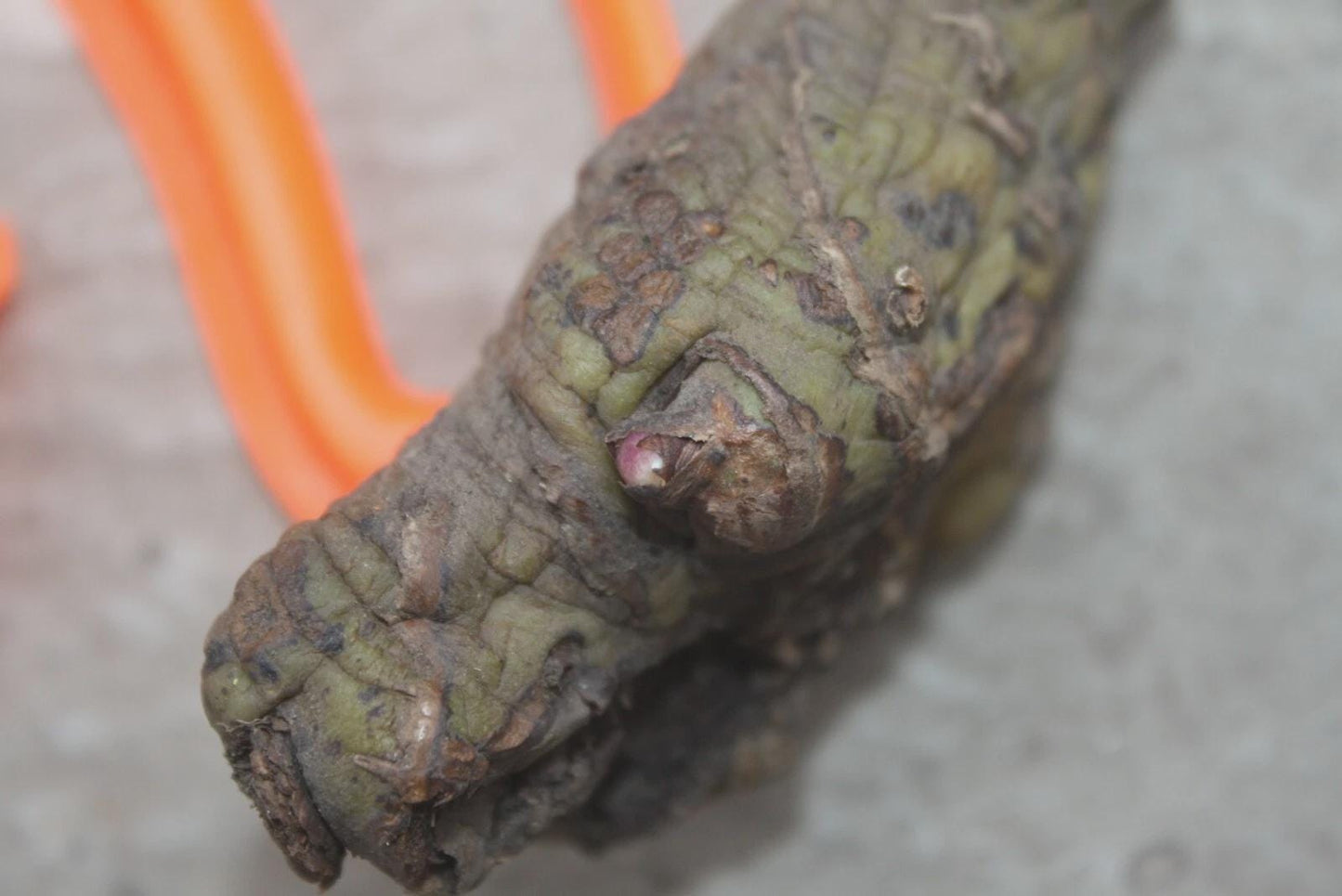 Orchid Eulophia flava (yellow flower) 1 bulb Terrestrial orchid eulophiaflava eulophiaorchid