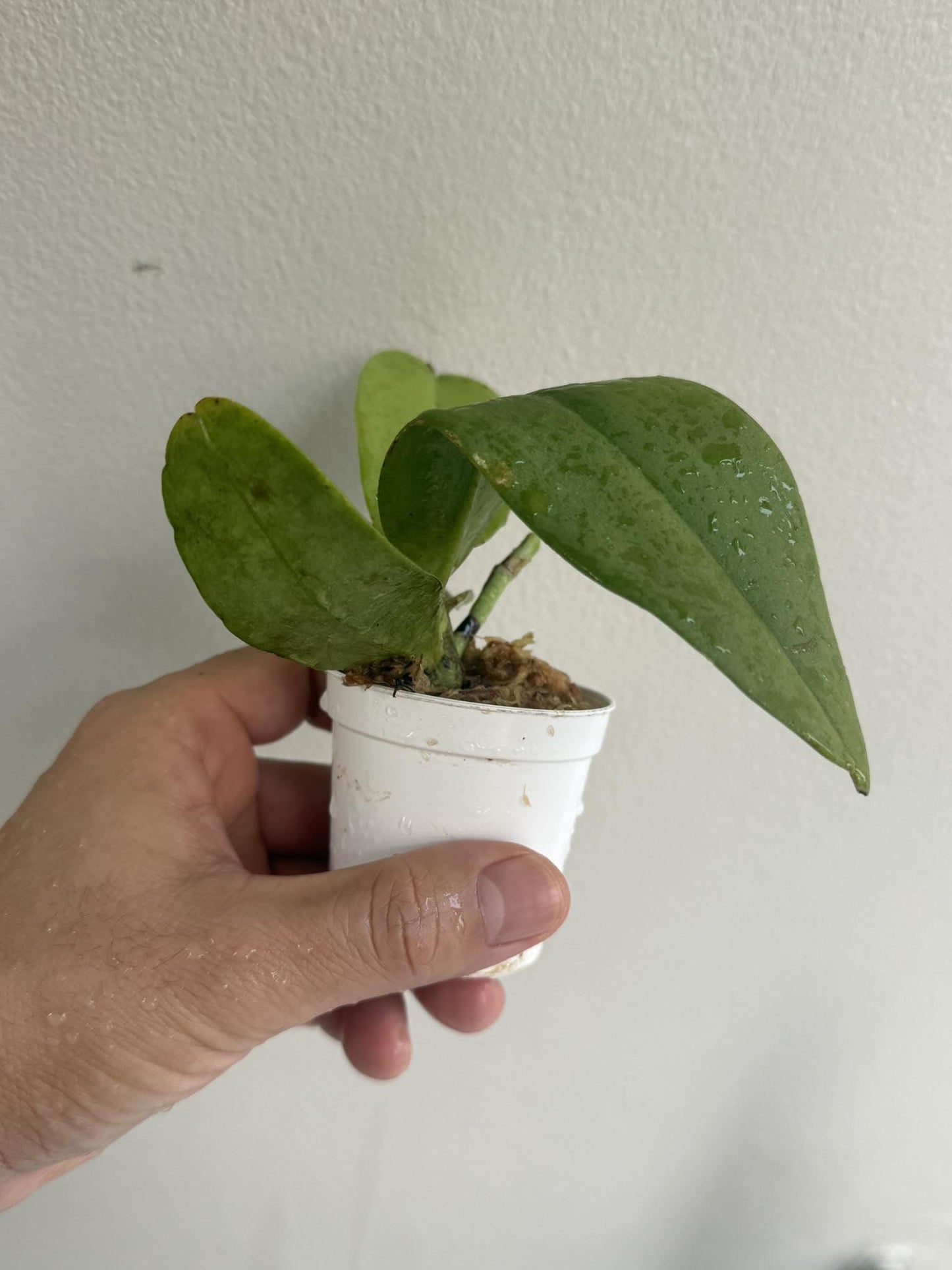 Orchid Vandopsis marriottiana 1 Plant orchid for home and garden,fragrant