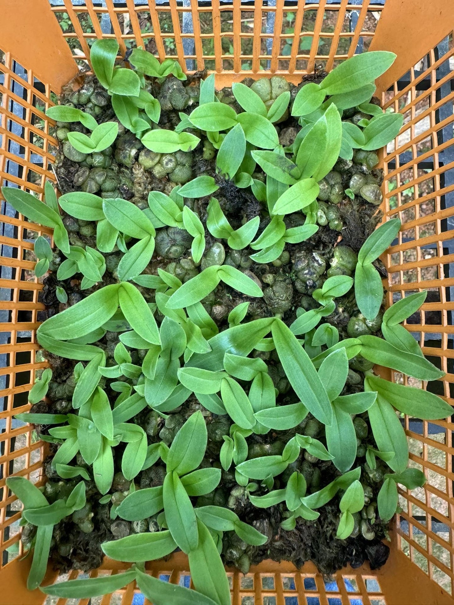 Miniature Porpax thaithongiae Orchid: Rare Thai Terrarium Orchid