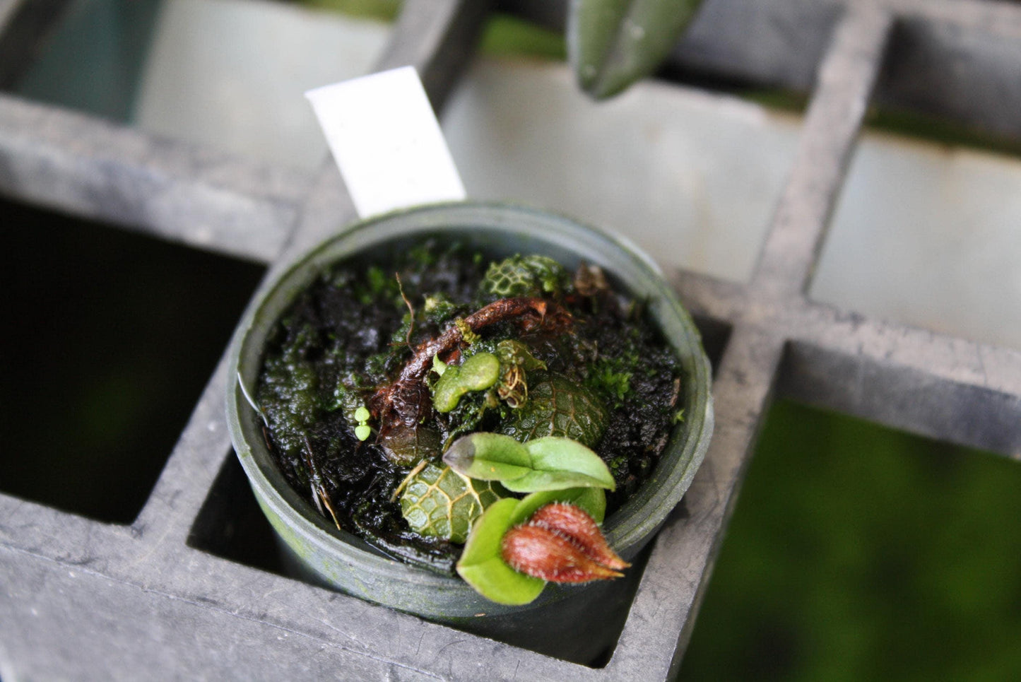 Orchid Porpax ustulata ( 百花良蘭) miniature orchid collection 1 plant