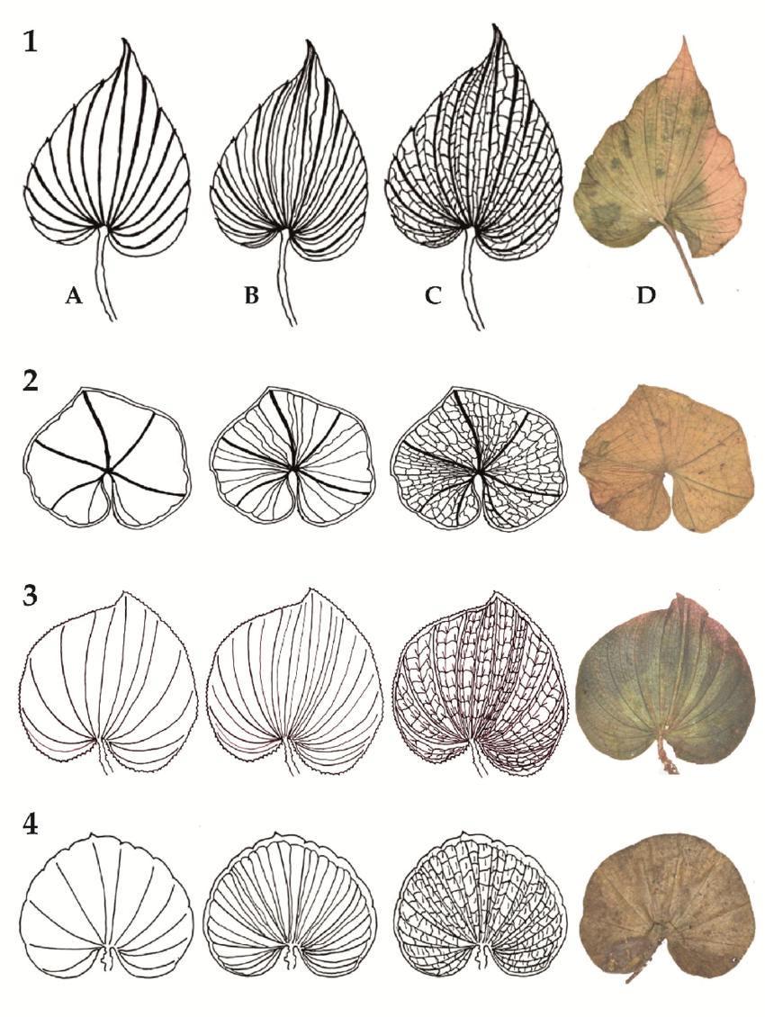 Nervilia infundibulifolia Orchid Bulbs: Jewel Orchid