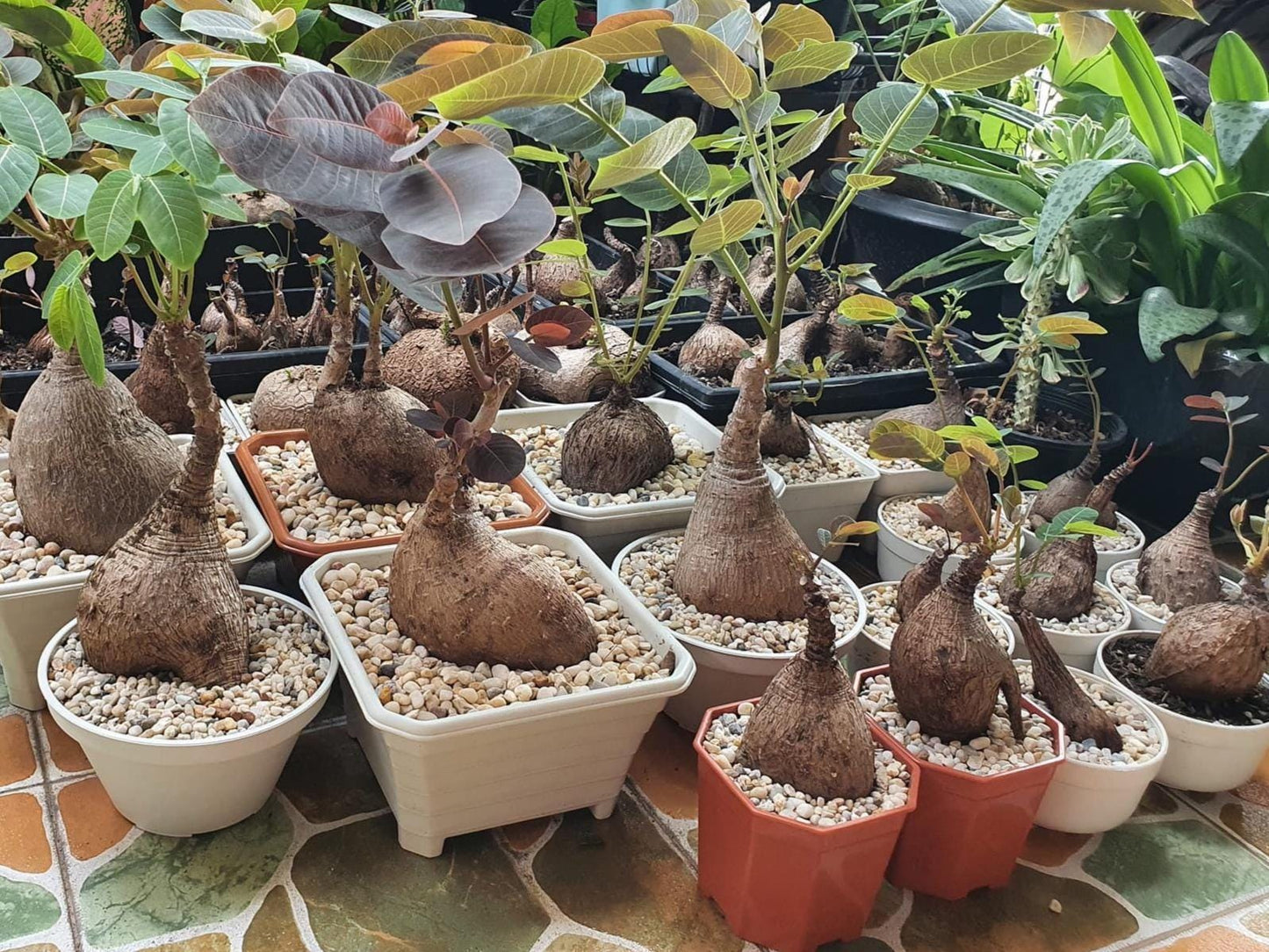 Glochidion Mirabilis Caudex Plant: Rare Tropical Houseplant