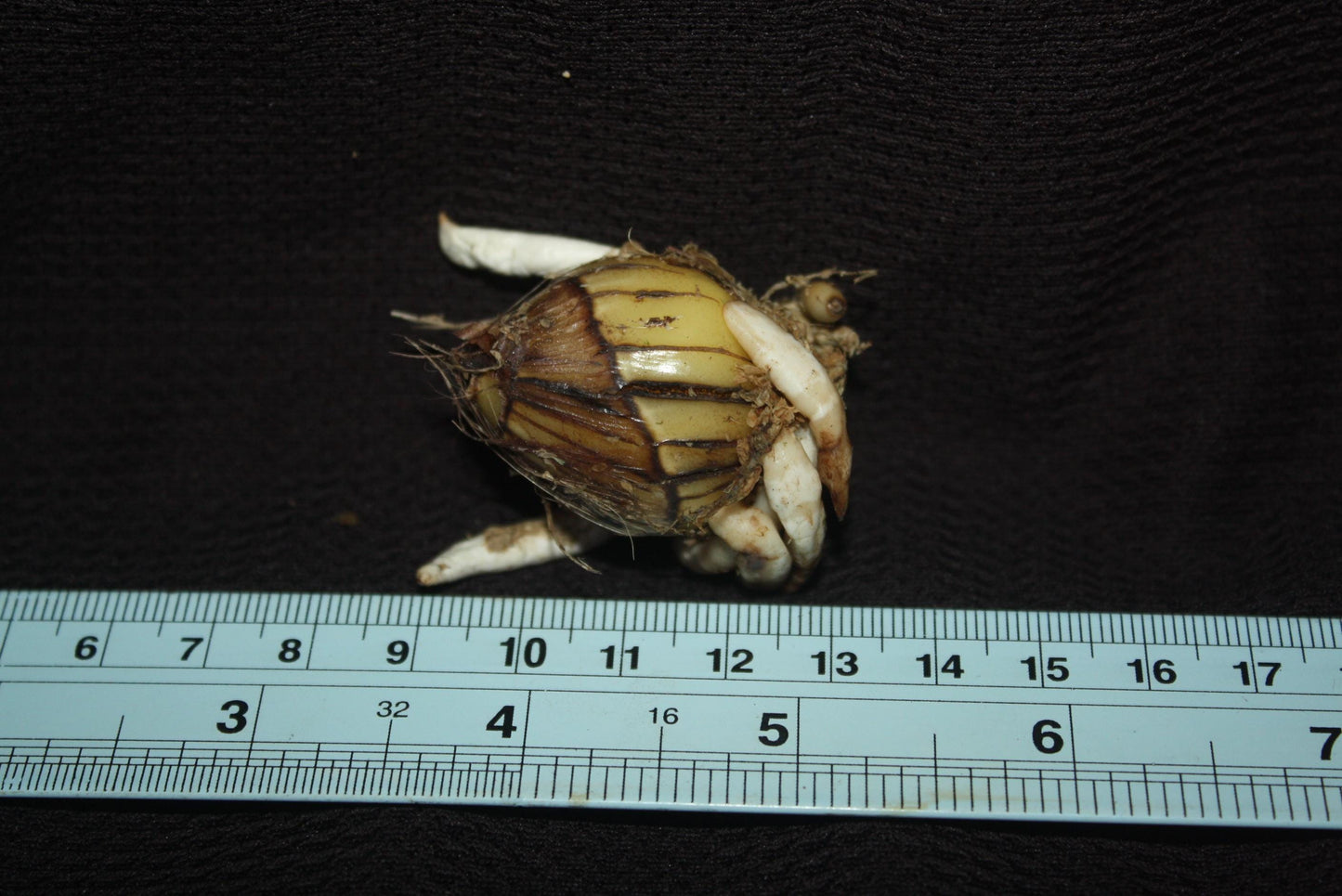 Eulophia Spectabilis