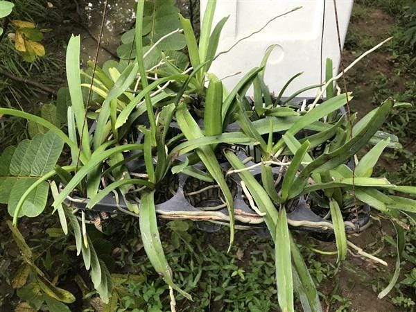 Orchid Rhynchostylis retusa 1 Plant Foxtail Orchid near bloom size