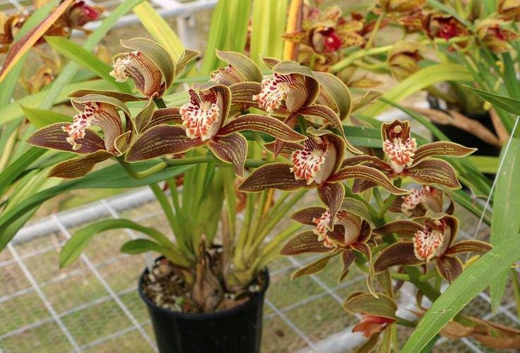 Cymbidium tracyanum Orchid Plant for Home & Garden