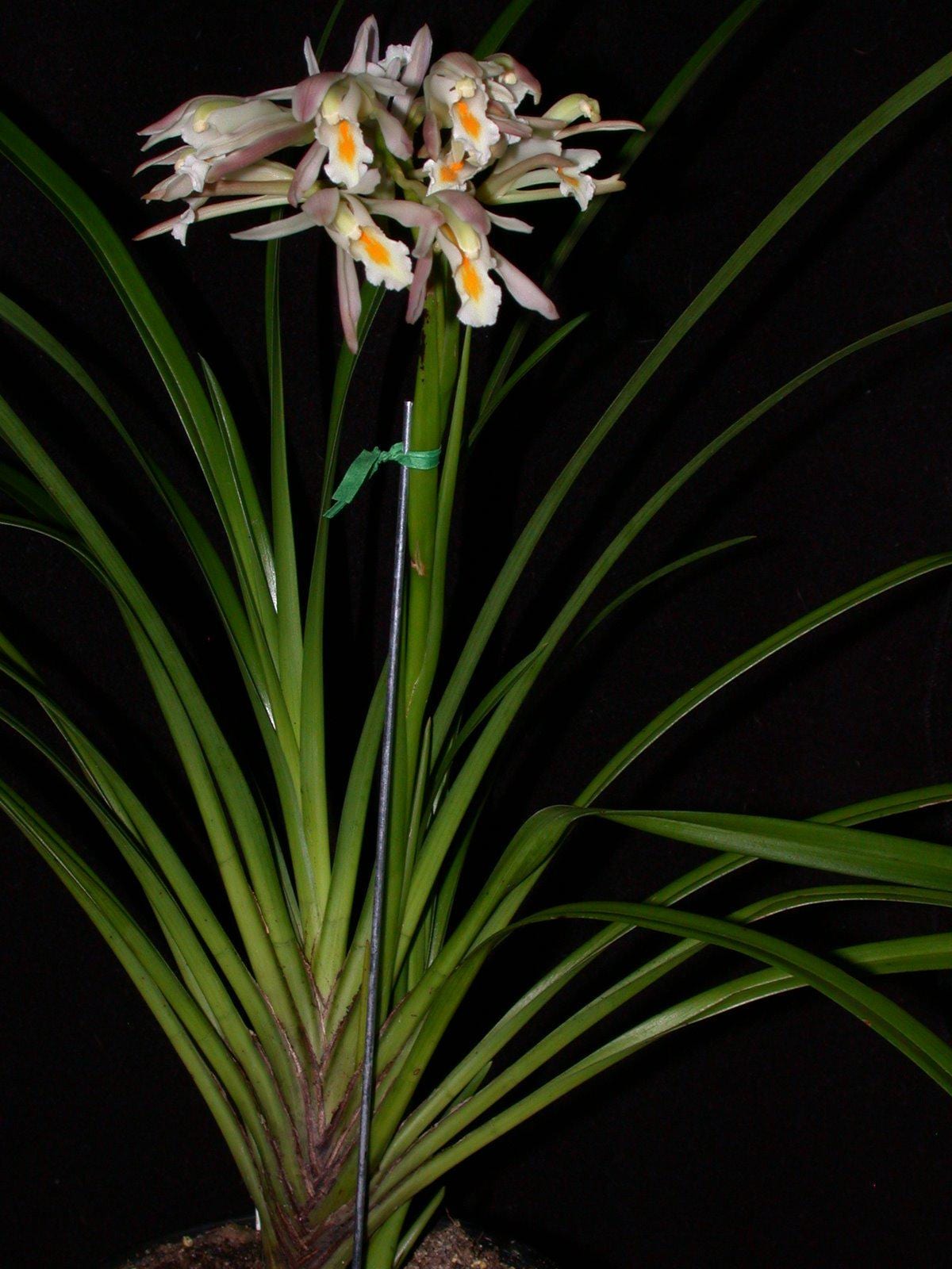 Orchid Cymbidium mastersii Live PLant