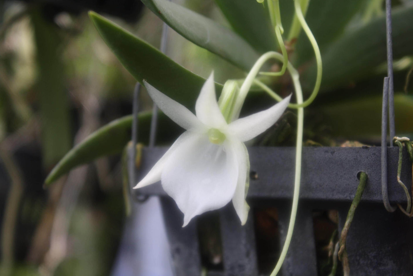 Angraecum leonis – Rare Miniature Orchid | Mounted or Potted Orchid Plant