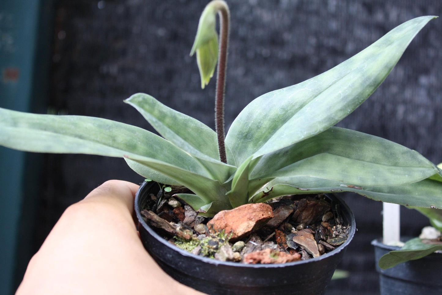 Paphiopedilum sukhakulii – Slipper Orchid | Rare & beauty Species