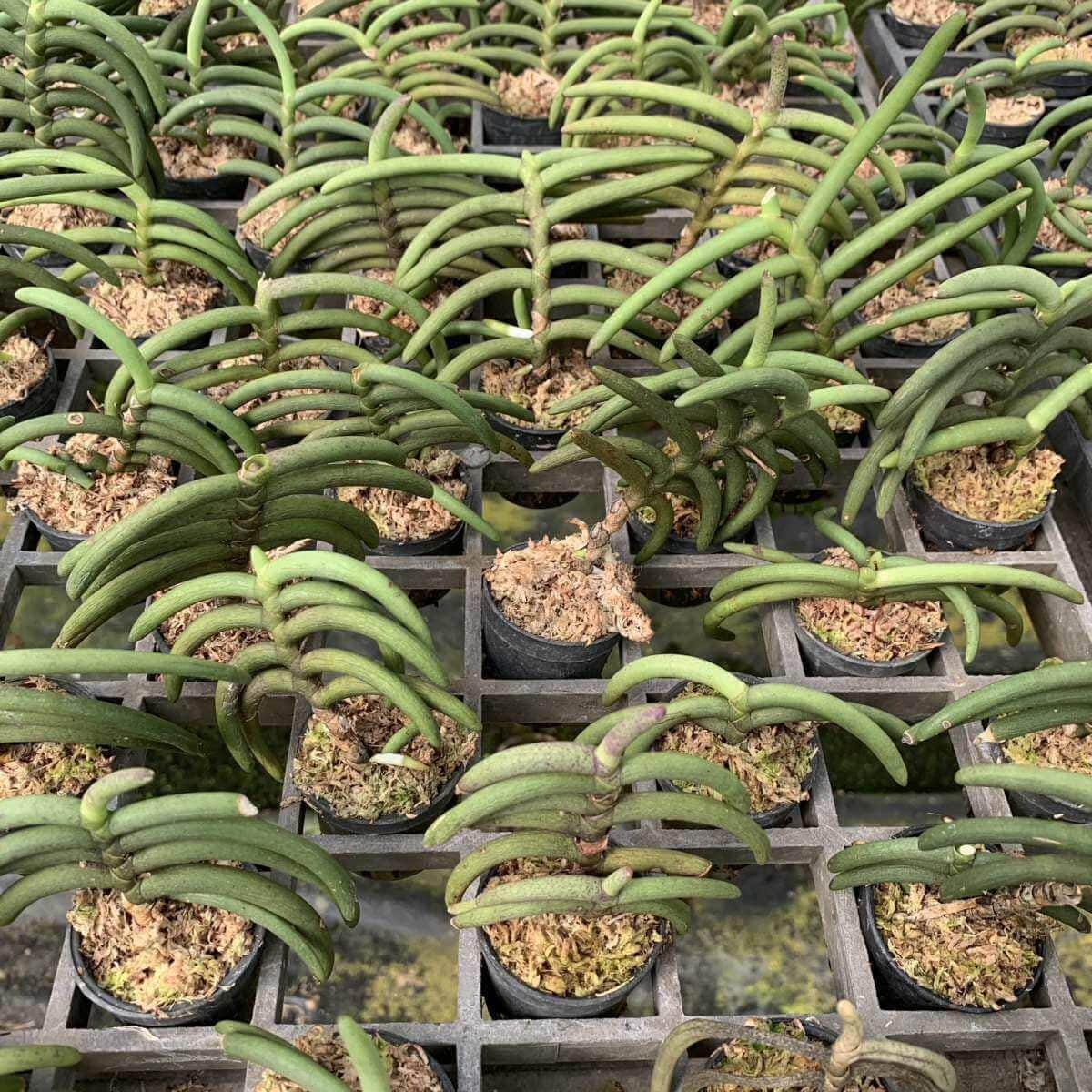 Cleisostoma Arietinum Orchid Plant: Home Garden Collection