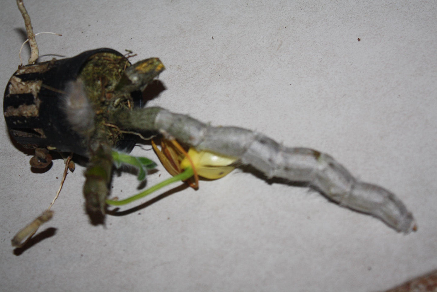 Dendrobium senile Orchid Plant - Home Garden Collection