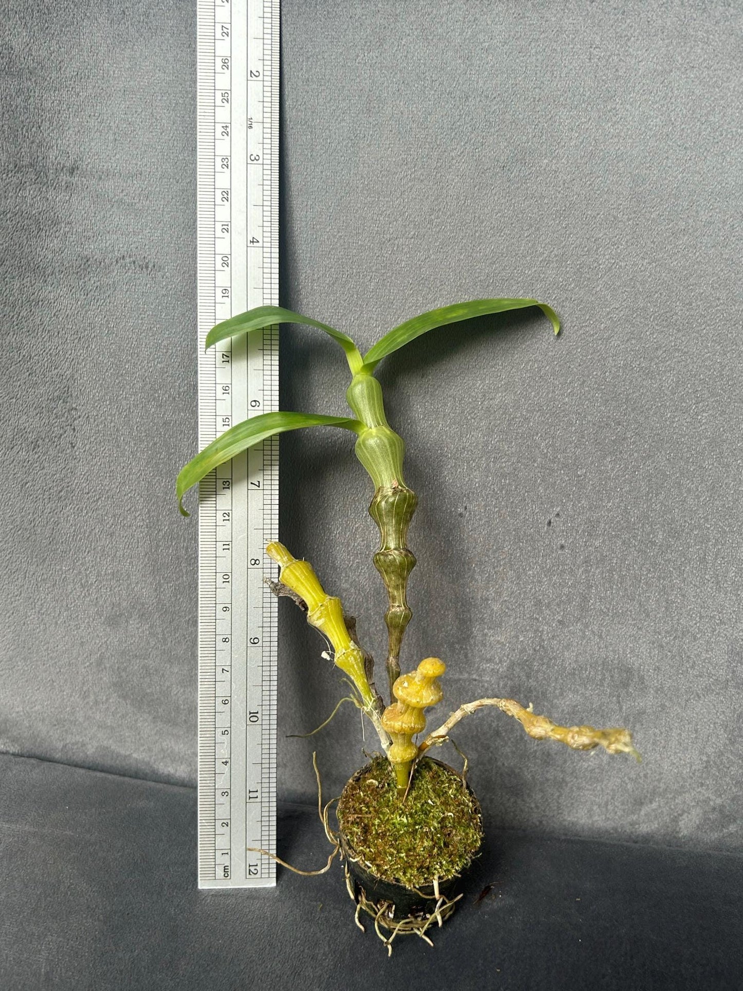 Dendrobium Pendulum Orchid Plant - Fragrant Bloom Size