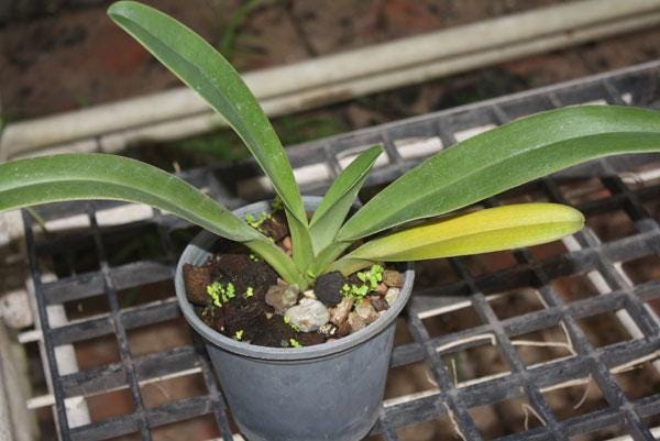 Paphiopedilum parishii Orchid Plant - Lady Slipper Orchid