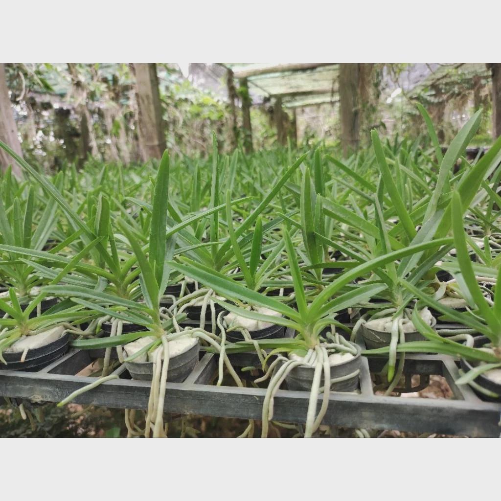 Papilionanda Mimi Palmer (hybrid of Papilionanda) Vanda Orchid, Aerides