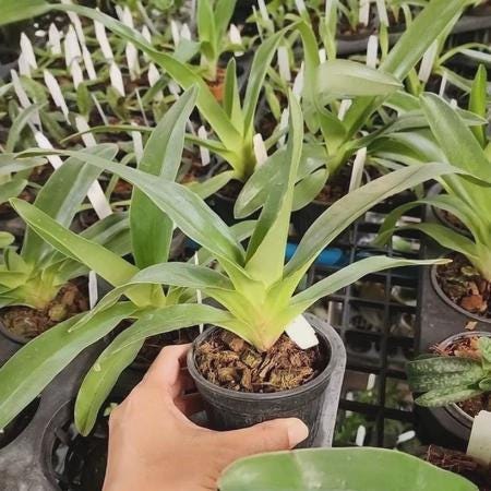 Rare Paphiopedilum kolopakingii Orchid - Lady Slipper Orchid