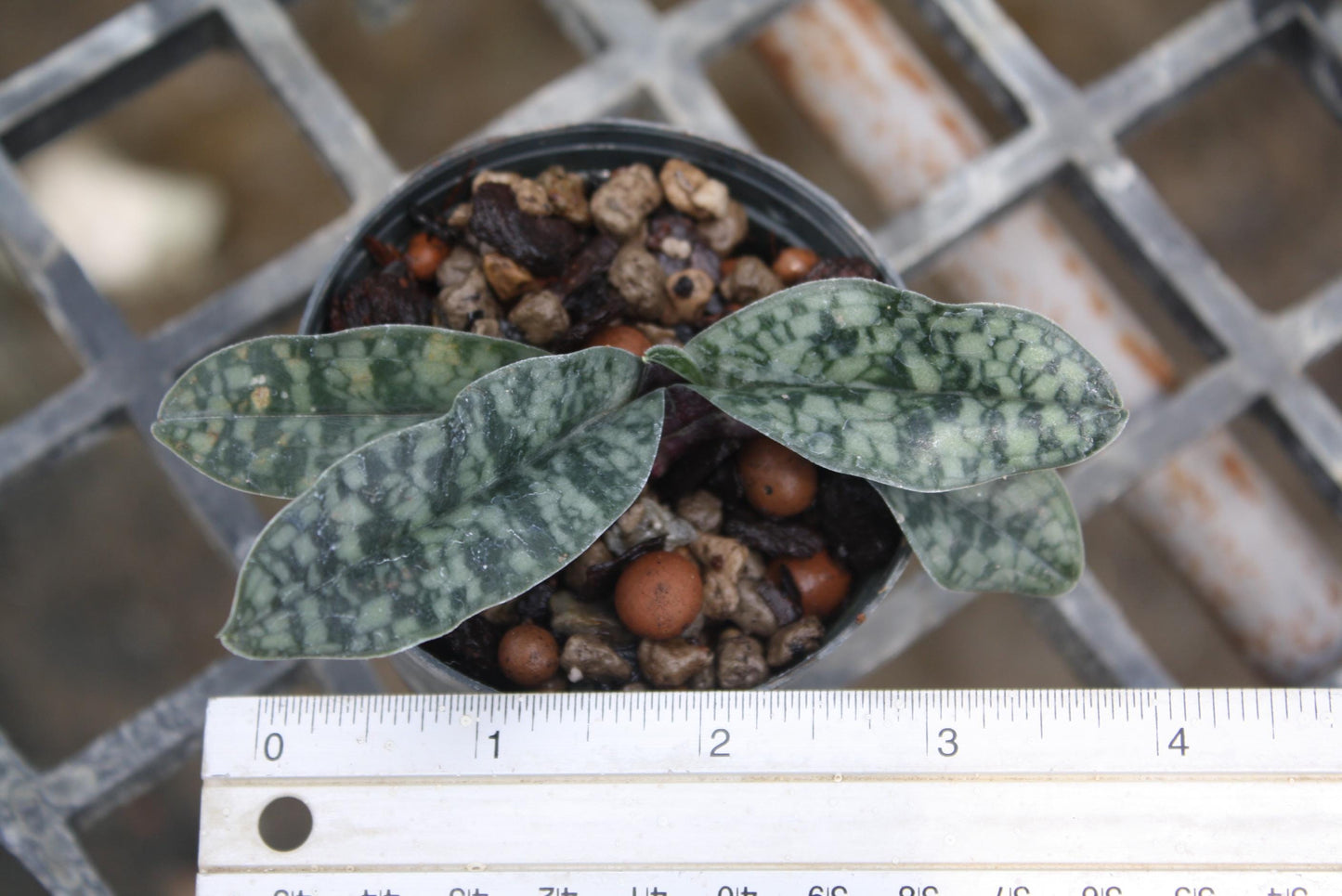 Paph Vietnamense Orchid Plant - Slipper Orchid - Bloom Size