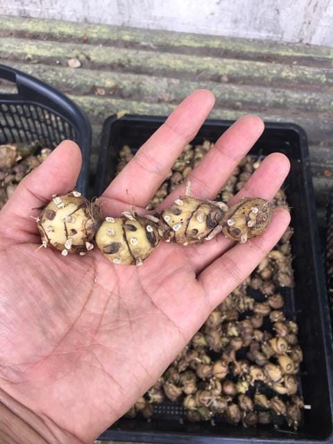 Orchid Geodorum densiflorum pink 2 Bulb tuber|bloom size orchid collection