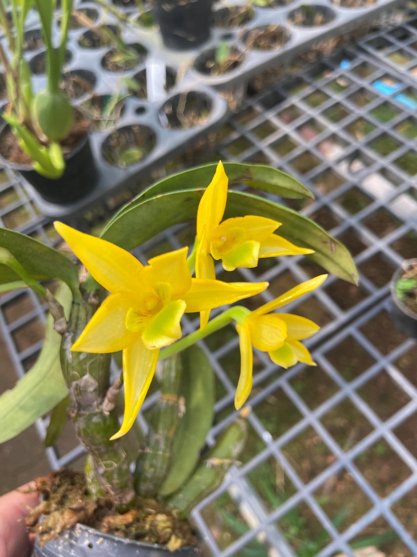 Dendrobium trigonopus 1 Plant orchid , Dendrobium