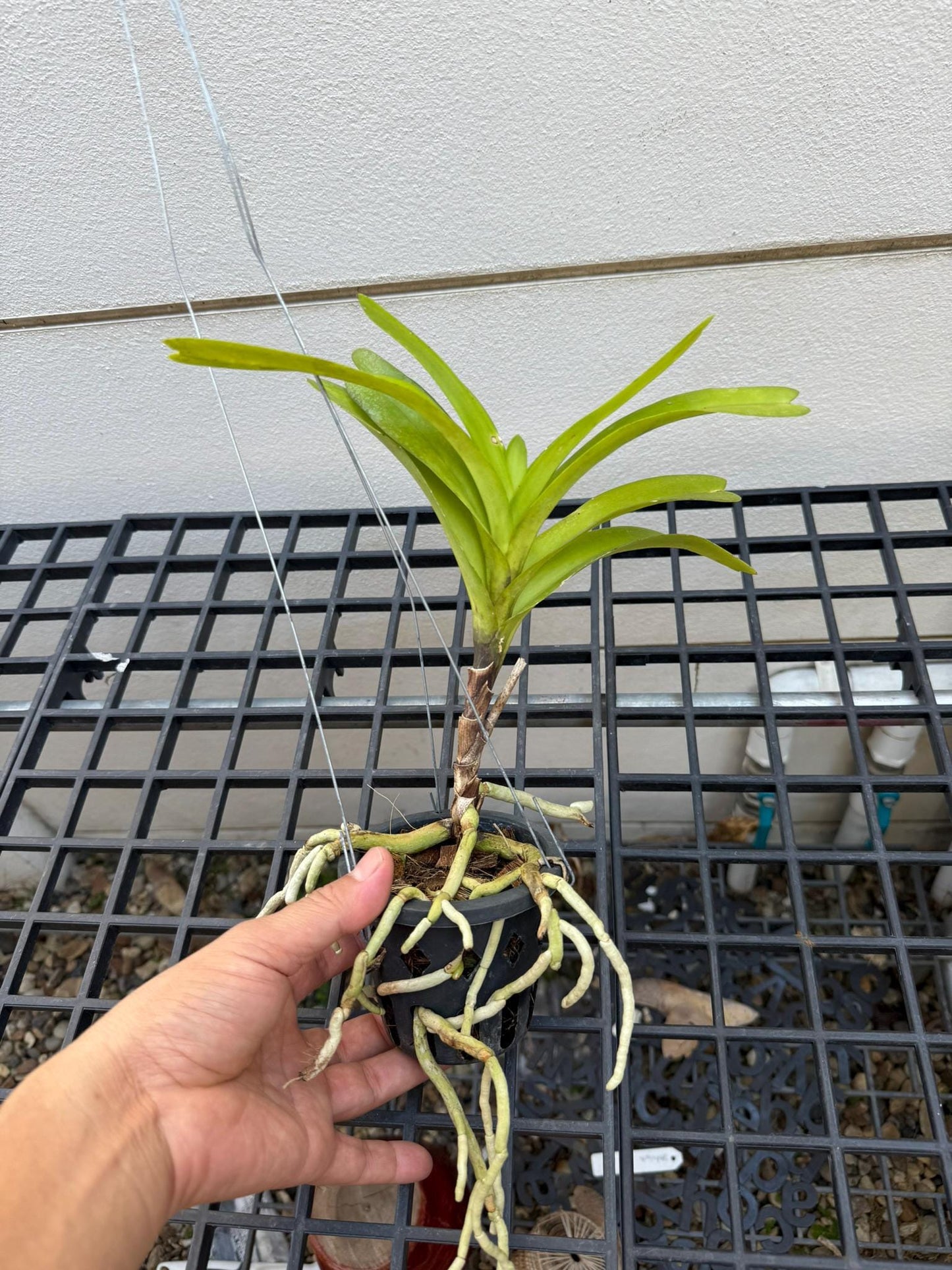 Vanda coerulea 1 plant Blue Vanda orchid Vanda orchid Orchidaceae Epiphytic orchid Orchid species
