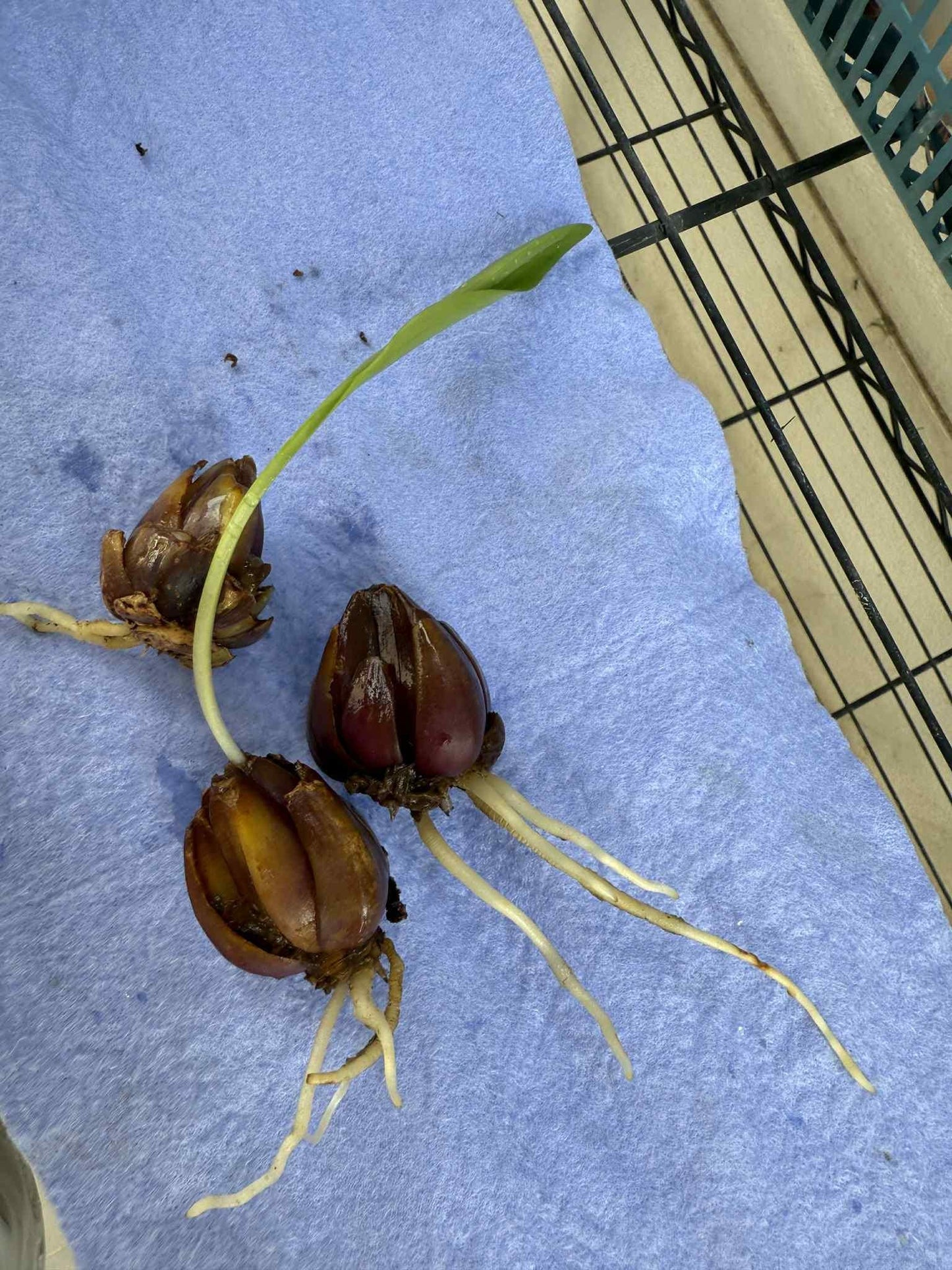 Lilium primulinum var. burmanica 1 bulb wild lilly