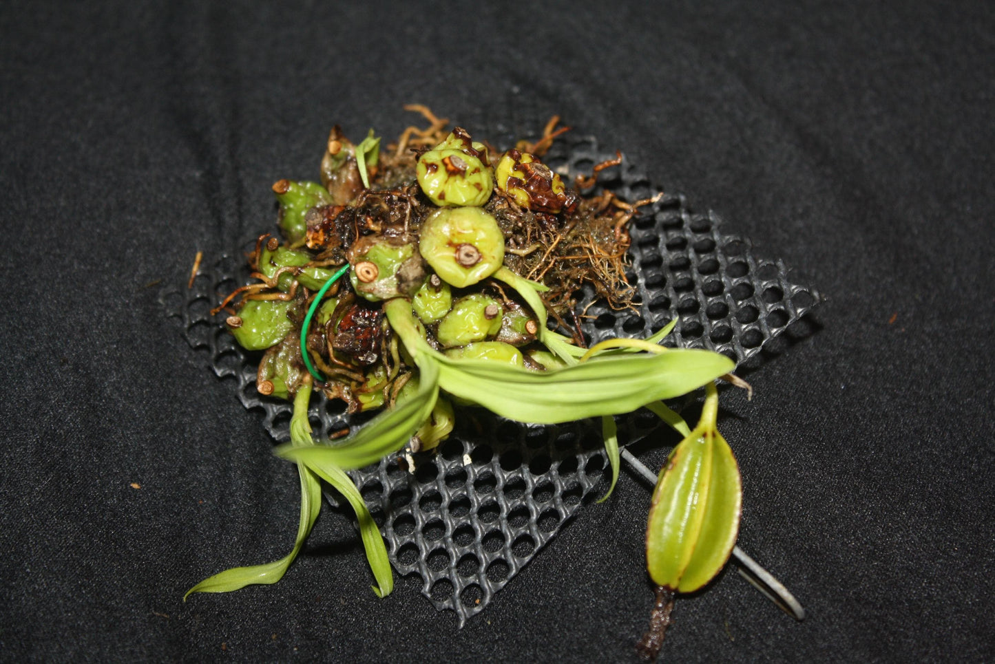 Coelogyne schilleriana Orchid Plant - Mini Orchid Collection