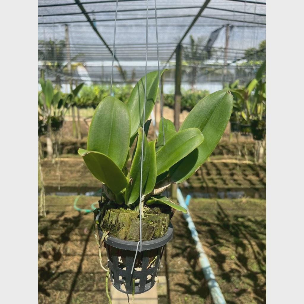 Cattleya (Rlc.) Rungnapa New (Flower Size) 1 plant Cattleya orchid plant for home garden collection