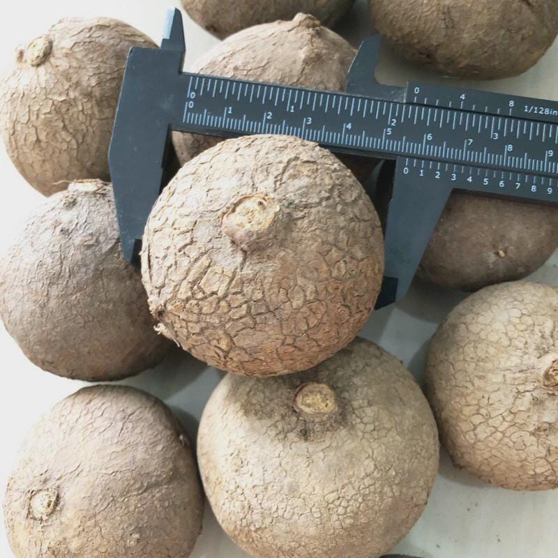 Stephania Erecta Caudex Plant – Rare Indoor Succulent, Exotic Bonsai Style, Low Maintenance Houseplant