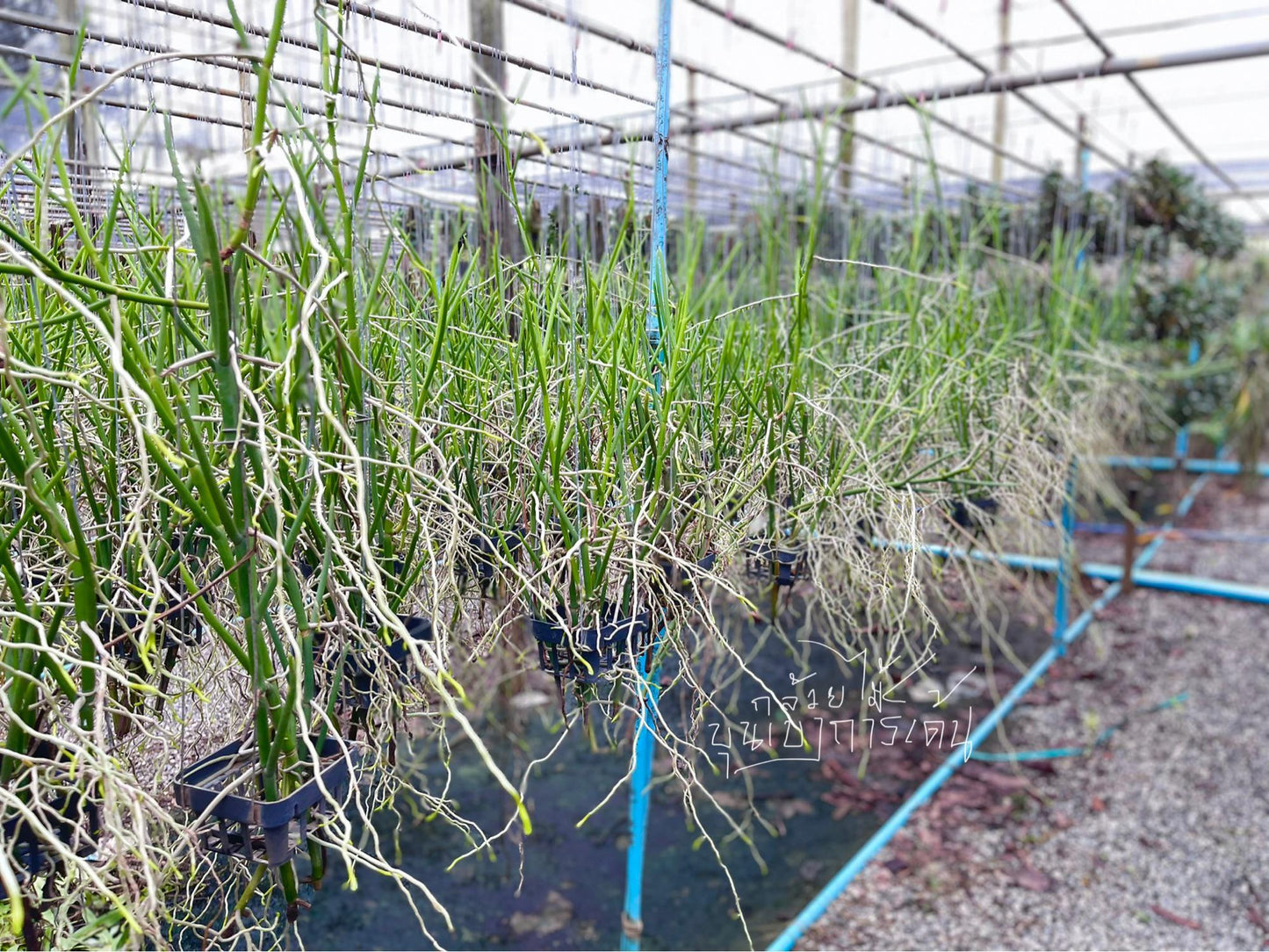 Orchid Papilionanthe teres (Vanda) 2 root cutting orchid for garden decoration