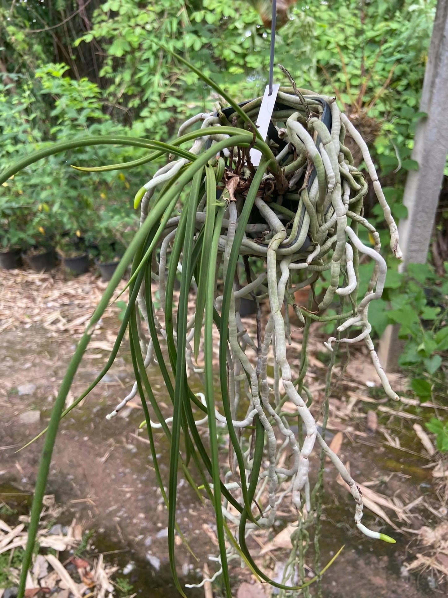 Seidenfadenia mitrata Orchid Plant: Pink Bloom, Easy Grow