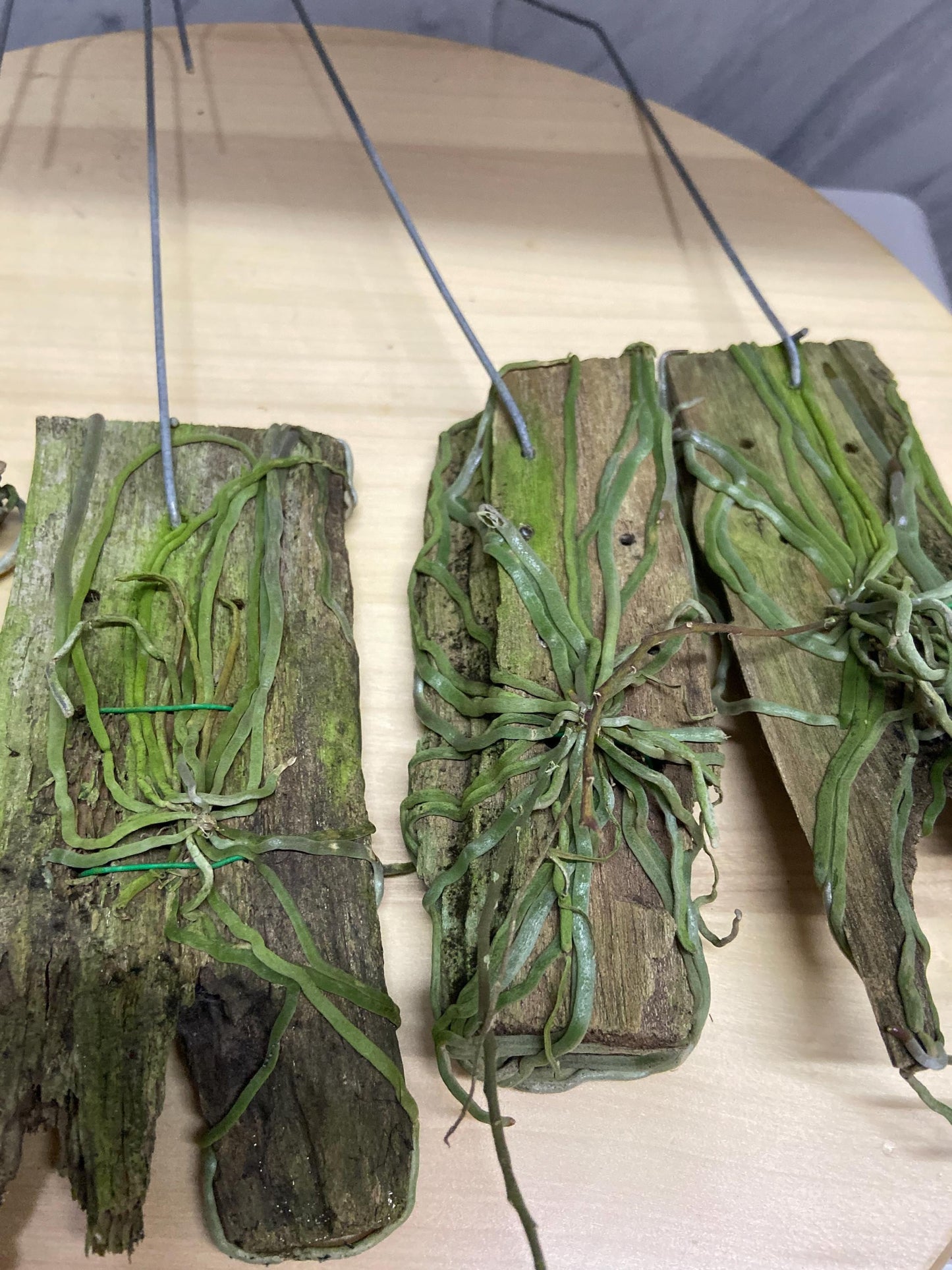 Orchid Chiloschista shanica 1 plant bloom size orchid collection