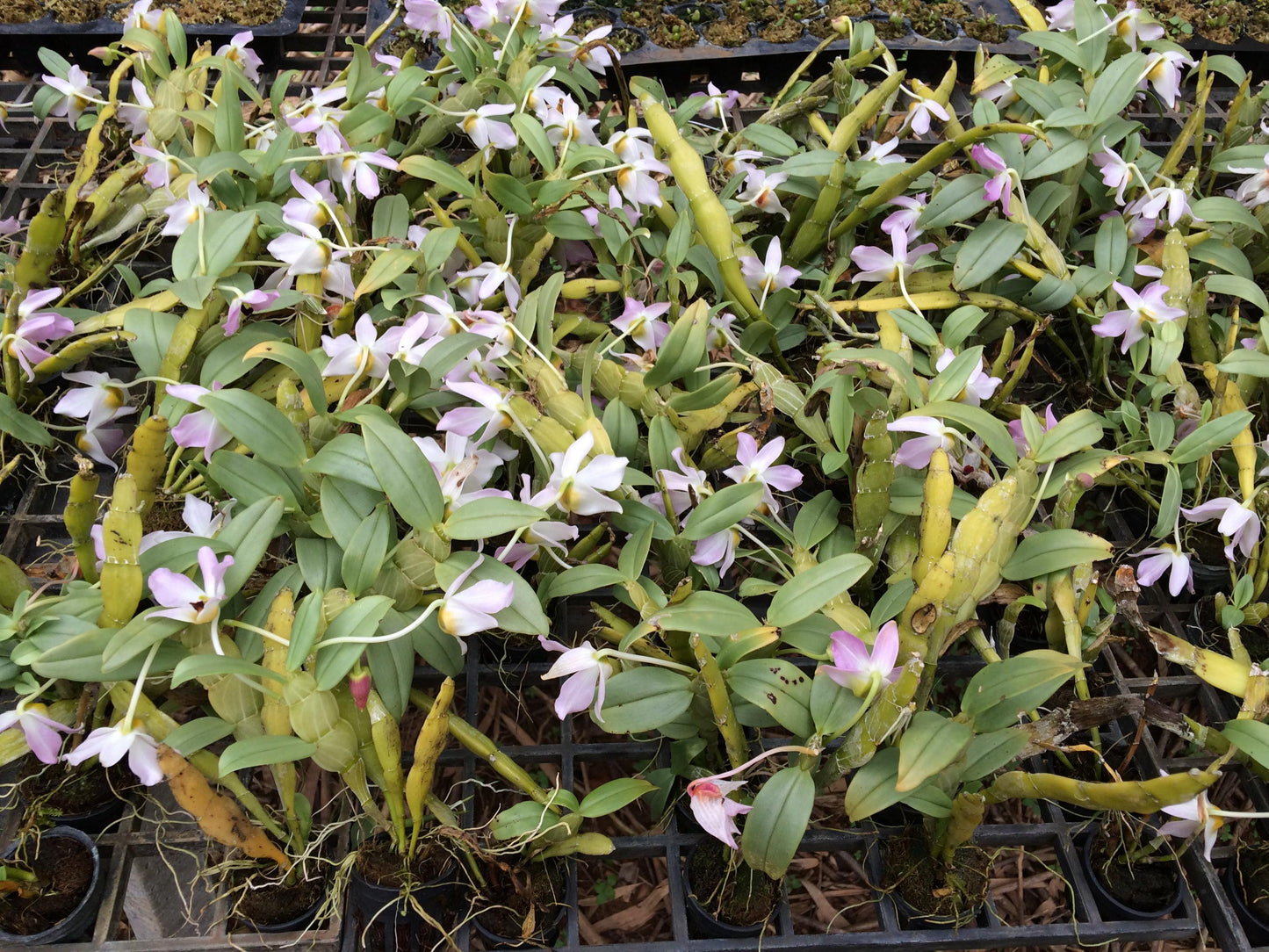 Dendrobium trantuanii 1 Plant orchid , Dendrobium