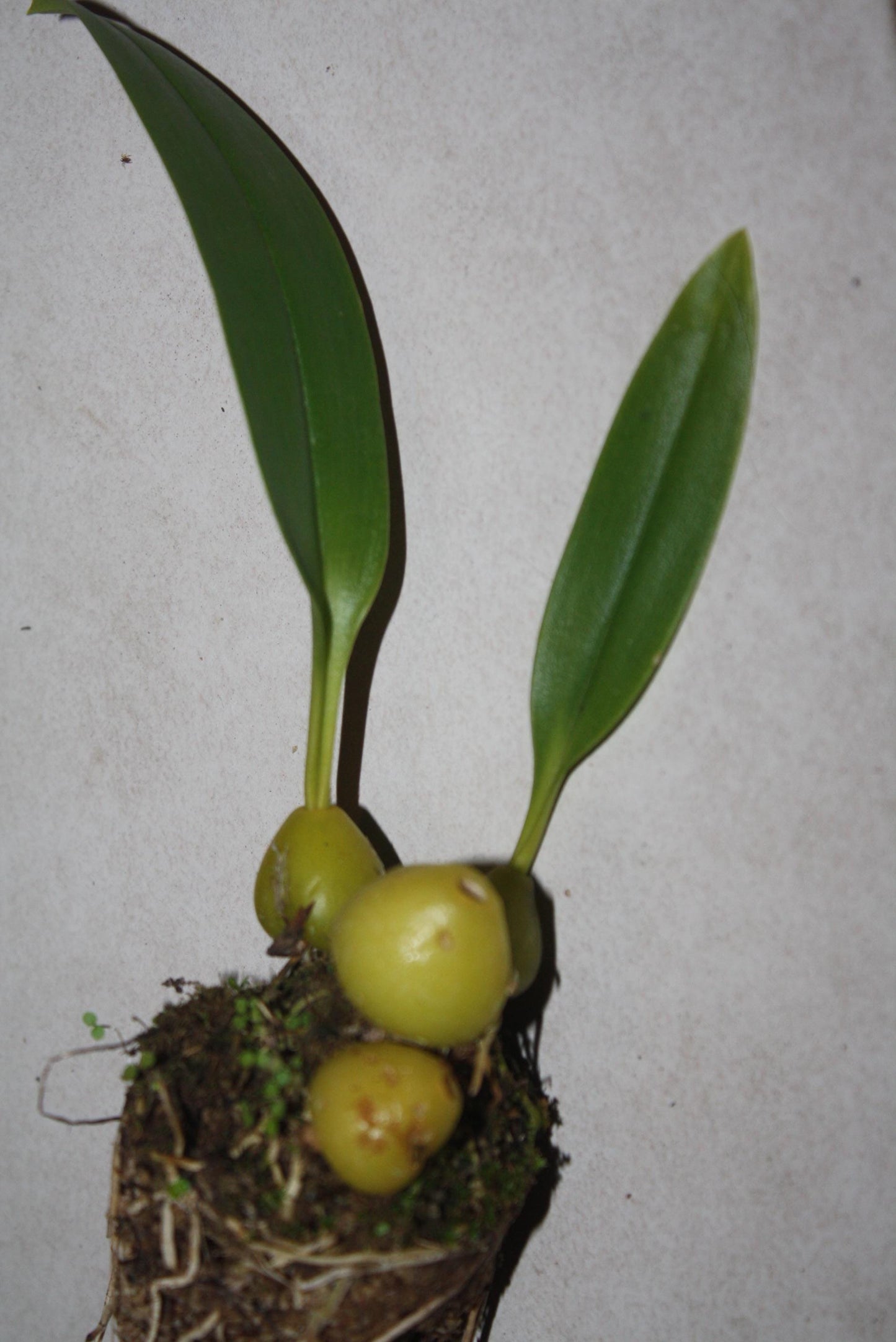 Bulbophyllum siamense Orchid Plant (The Thailand Bulbophyllum)