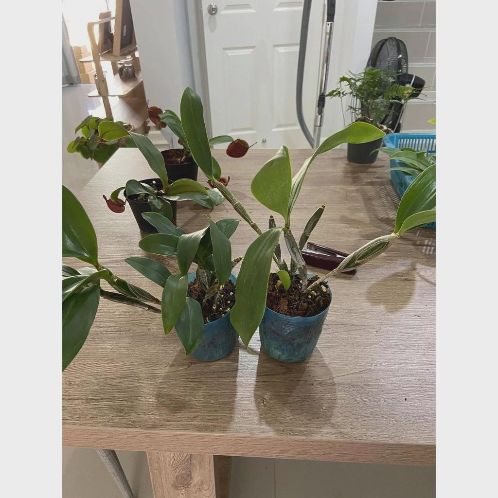 Dendrobium densiflorum 1 plant orchid collection fragrant orchid