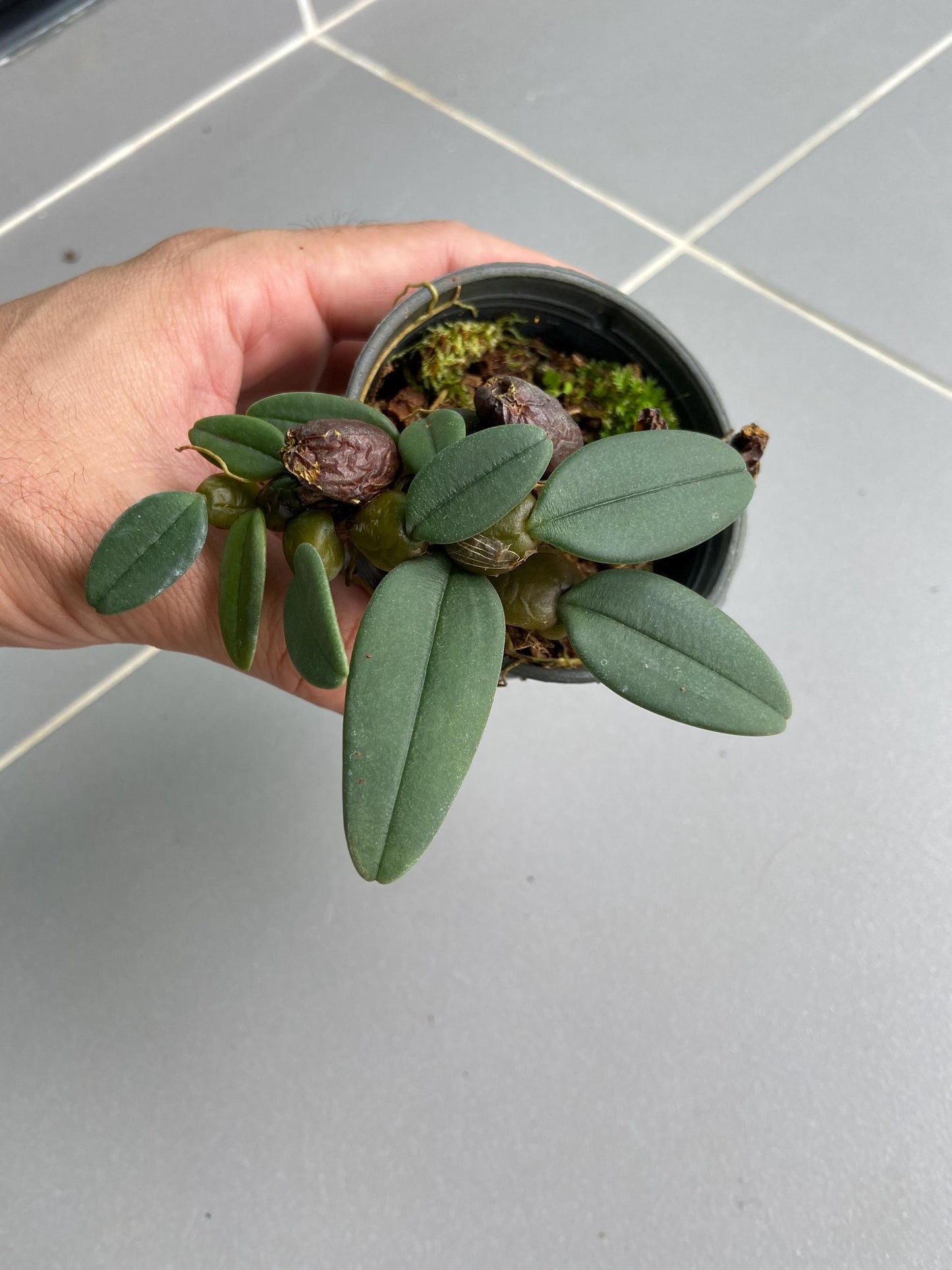 Bulbophyllum bootanoides 'frostii' Orchid Plant - Bloom Size