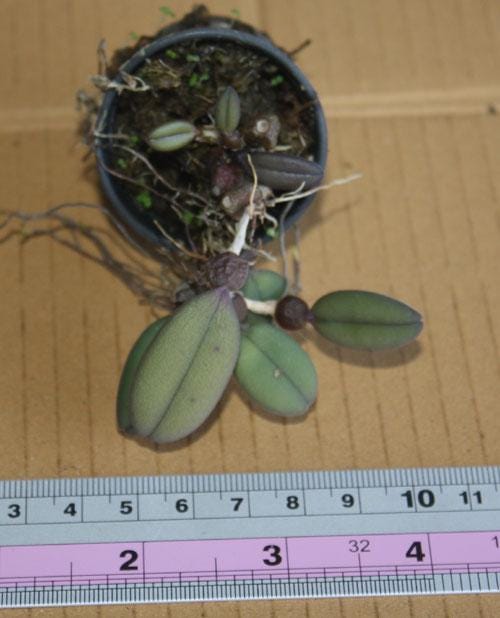 Bulbophyllum auratum ‘Pink’ – Rare Miniature Orchid | Unique Pink Blooms