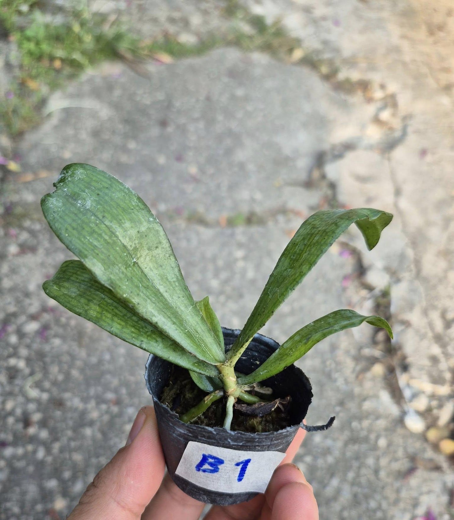 Aerangis biloba – Miniature African Orchid | Fragrant White Blooms