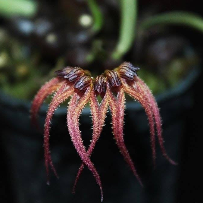 Bulbophyllum