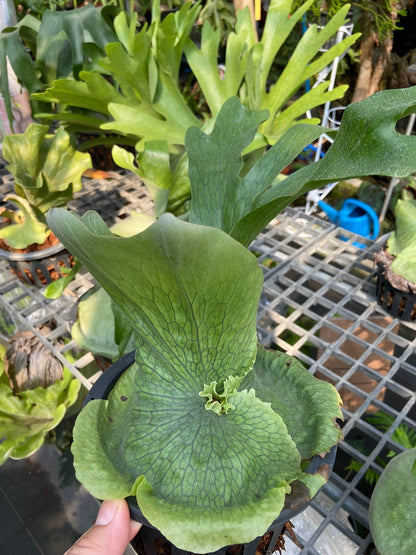 Plat.grande , Plat.walicii,Plat.willinkii bacteria  customs order for Schideyder