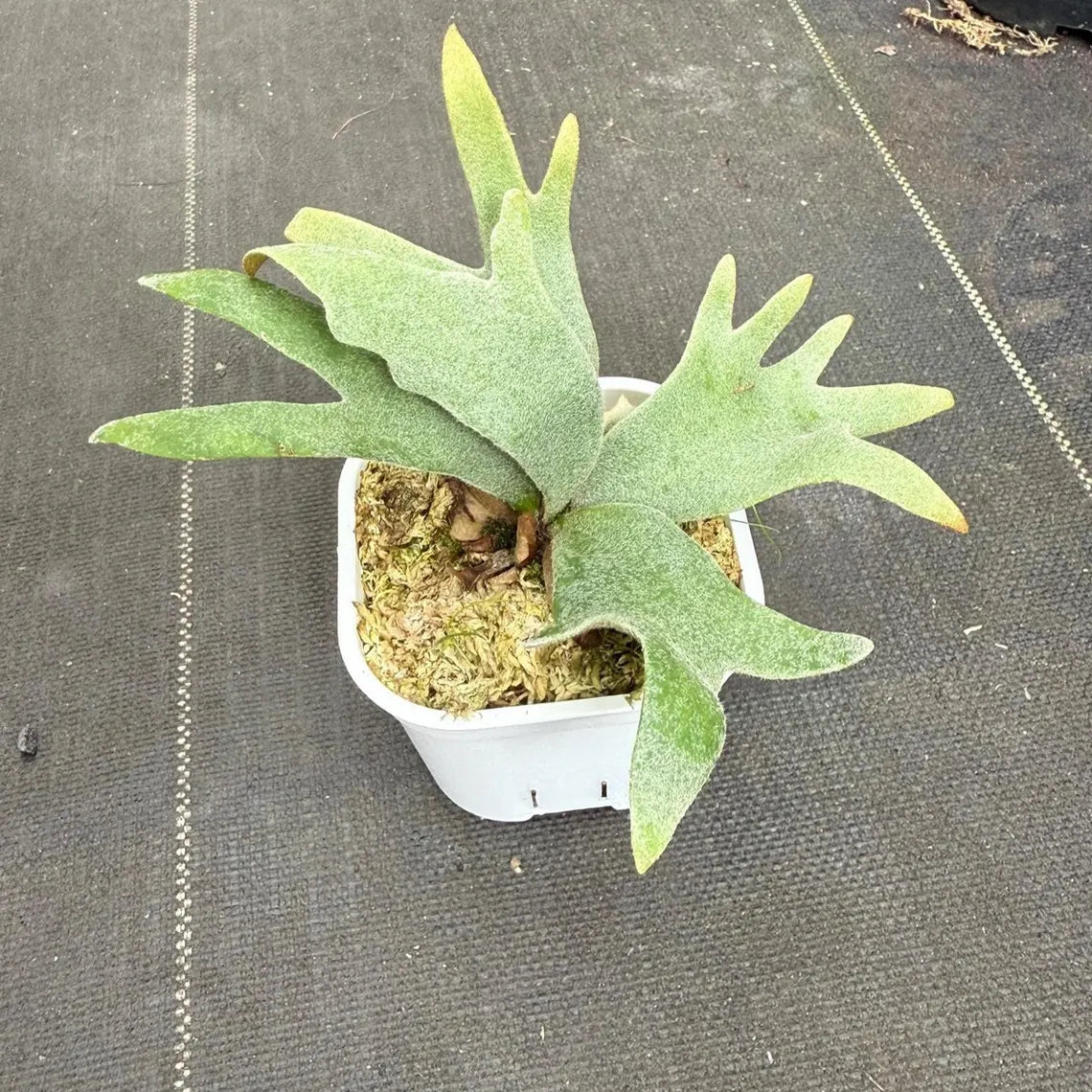 Plat.grande , Plat.walicii,Plat.willinkii bacteria  customs order for Schideyder